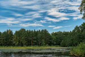 Explore Lyndhurst's Historic Charm Discover the rich history and quaint charm of Lyndhurst, the beating heart of the New Forest