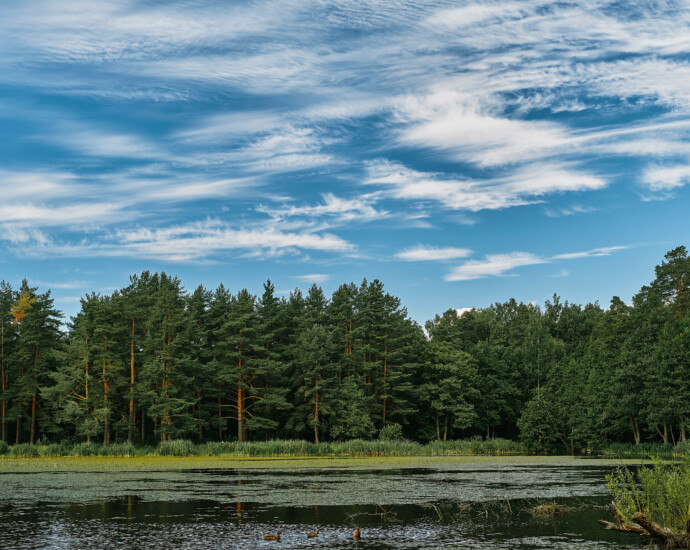 Explore Lyndhurst's Historic Charm Discover the rich history and quaint charm of Lyndhurst, the beating heart of the New Forest