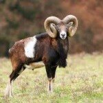 Mouflon Lambs in the New Forest Wildlife Park (NFWP)