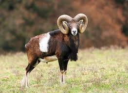 Mouflon Lambs in the New Forest Wildlife Park (NFWP)