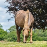 Group logo of Lyndhurst: Heart of the New Forest