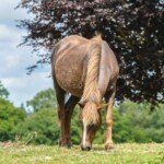 Group logo of Lyndhurst: Heart of the New Forest